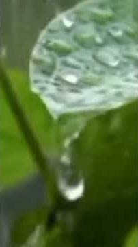 Refreshing Rain 🌧 Howling Wind 🌀 Soothing for anxiety relief 😌 #asmr #rain #sleepsounds