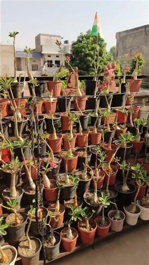 Adeniums @Akshar Plants & Planters #AdeniumPlant #AdeniumObesumPlant #Adenium #adeniumobesum