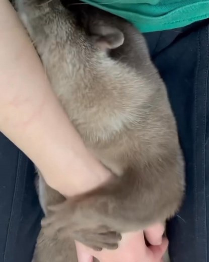 Baby otters are so cute 😭 | Animal Memes