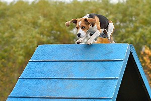 Dog Agility and First Aid for Pets | Free Online Course | Alison