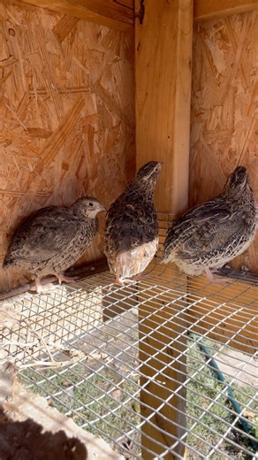 13K views · 141 reactions | Quail birds  they’re adorable 殺 #quail #animallover #fypシ゚ | My lovely Animals | Facebook