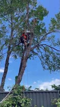 Video 4 of 5: Blocking & rigging down the tree trunk for removal