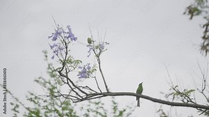 Eurasian Bee Eater landing on a branch and killing an insect by hitting its beak against branch in characteristic behaviour in super slow motion