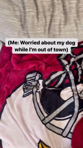 A rare sighting of the North American couch loaf 🍞 #pug #puglovers | Wag