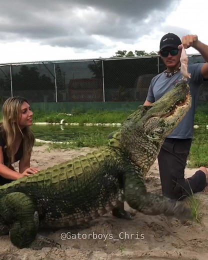 Seven the Alligator Gets Embarrassed by Gabbynikolle