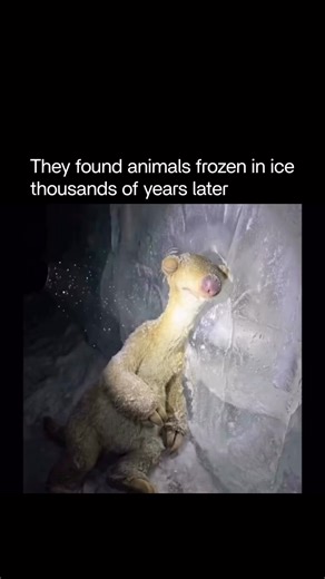 Quirky on Instagram: "A new AI-generated video by 3D artist Itay Shay reimagines the Ice Age characters—Manny, Sid, Diego, and Scrat—slowly emerging from prehistoric ice, set to ABBA’s Slipping Through My Fingers. The familiar cast is transformed into something unexpectedly reflective, turning a beloved animated franchise into a quiet meditation on time, memory, and growing up. Posted on December 20, 2025, the clip quickly gained traction, surpassing 638,000 views and 24,000 likes within hours. 