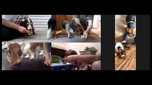 Congratulations to the winners of our first ever virtual Ramble Zoom Pie Eating Contest! | BROOD Basset Rescue of Old Dominion | Facebook