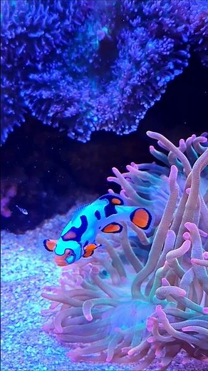 Picasso Clown Fish: The Most Unique Fish ever