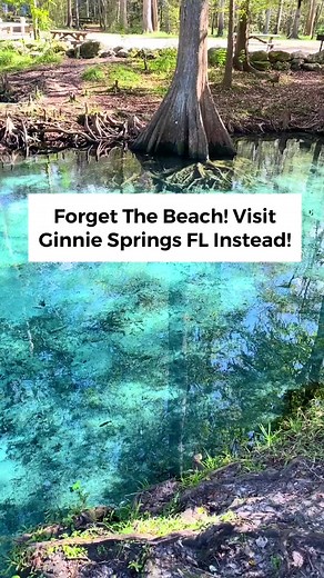 If you’re tired of the beach, then Florida has plenty of natural springs to offer. Ginnie Springs is one of the prettiest! Visit before or after spring break when it gets so crowded! #ginniesprings #spring #springs #florida #floridasprings #daytrips #staycation #usatravel #getaway #hiddengems #secretspot #swimming #traveltheworld #traveltips #travellife #getaways #diving #naturalspring #floridavacation #nature #clearestwater #kayaking #paddleboarding #glassbottomboat #travelista #alligators #nat
