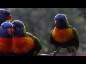 Baby Lorikeets