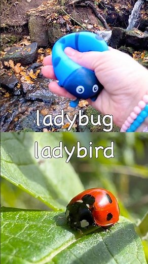 Kids Learn | Bug Insect Names: Ladybug Wasp Centipede Katydid Snail