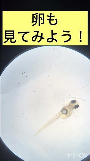 メダカの卵を拡大すると…… #小学校 #実験 #小学校理科 #理科#5年#科学#science #メダカ