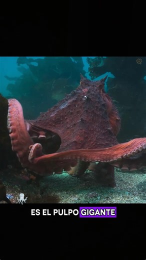 Octopus Reproduction—A Shackle Etched in Their Genes#foryou #animals #youtubeshorts #love #amazing