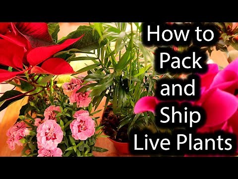 How to Package and Ship Live Plants. Houseplants by Mail. A LOT OF PLANTS