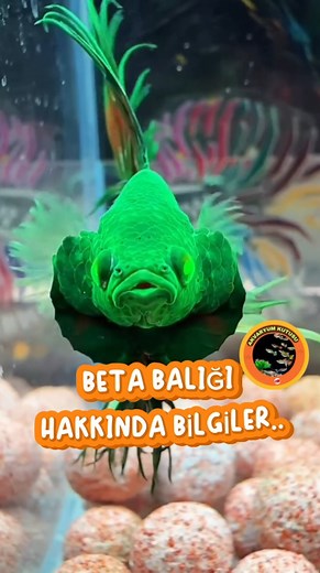 4.3K views · 271 reactions | Beta balığı hakkında bilgiler - •...
