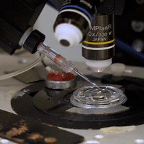 Monitoring Neuron Activity in Zebrafish - JoVE Journal