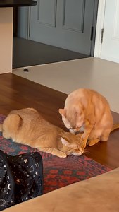 skippity paps for xmas morning | Felix the Pale Ginger Cat