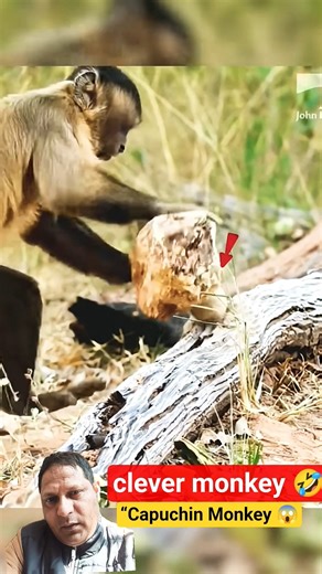 Capuchin Monkey 😱 Super Smart Monkey’s Unexpected Reactions | #shorts #ytfeed #trending #animals