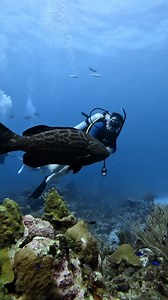 Reasons to start your PADI Advanced Open Water Diver Course: 🌊 Enhanced skills gained in the Open Water Diver course. It helps you refine your techniques and become more confident underwater, making diving more enjoyable and safe. 🌊 Increased depth limit: You´ll be qualified to dive to a maximum depth of 30 meters (100 feet). 🌊 Diverse dive experience: The course includes various adventure dives, such as night diving, wreck diving, and deep diving, which offer unique and exciting experiences.