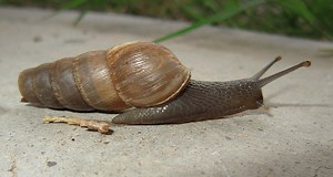 Decollate snail - Alchetron, The Free Social Encyclopedia