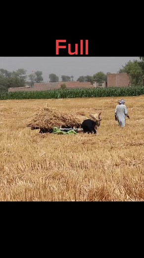 Humor Funny US on TikTok