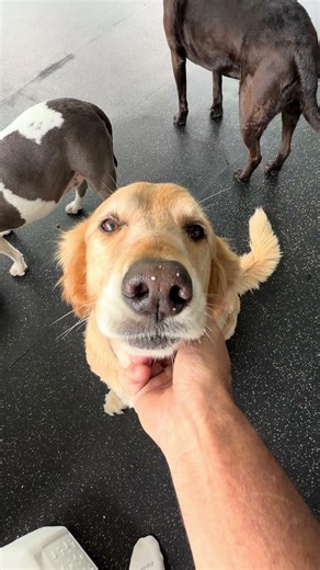 Why do some dogs do this and others don’t?