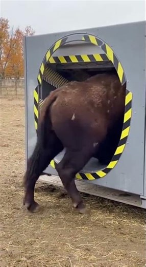 Testing Buffalo Wool in the Felting Machine — Watch the Magic Unfold #felting #woolart #crafting
