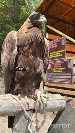 Arnav and Susmita explain what birds of prey are.