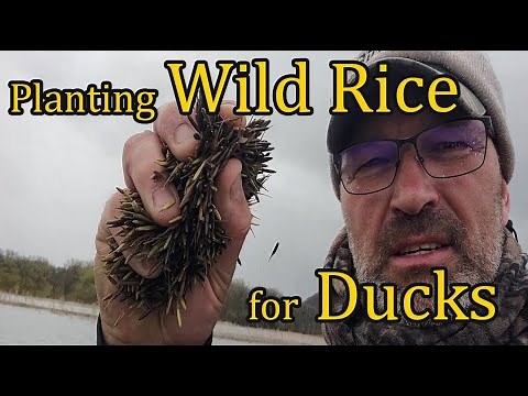 Planting Wild Rice On My Duck Lake