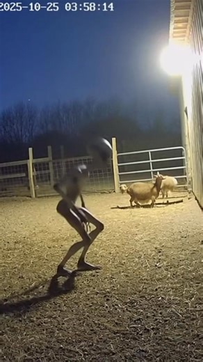 186K views · 1.8K reactions | A peaceful goat farm turns into a...