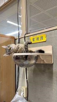 天空の城コテン #猫