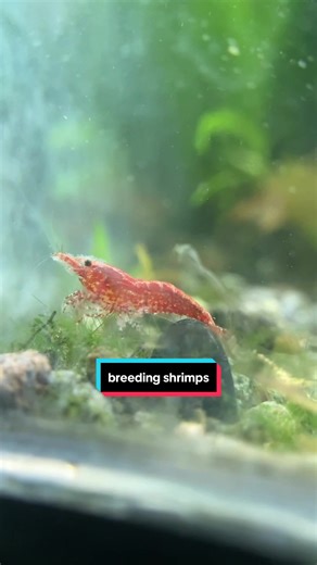 Make Money Breeding Freshwater Shrimps | Aquatic Pets Income