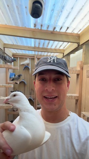 Pigeon Nests: A Comprehensive Guide to Care
