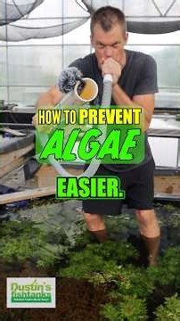 How To Prevent Algae