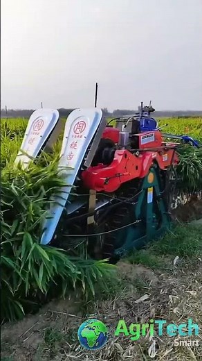 Efficient Ginger FARMING with Advanced Harvesting Machinery