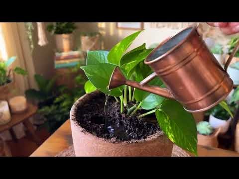 My Full Pothos Rescue Routine: Light, Water & the 5-Minute Soil Check 🌱 | LeafyLessons