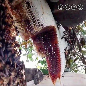 39K views · 1.6K reactions | GIANT Beehives with Unique HONEY Gourds, hive had Extremely Delicious honey | Bee'S | Facebook