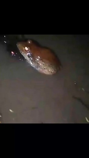 Frog Fight: A Unique Amphibian Showdown in Water