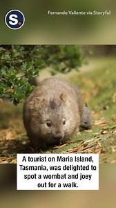 3.5K views · 176 reactions | Watch this adorable wombat trot through the forest with the little one close behind! | storyful | Facebook