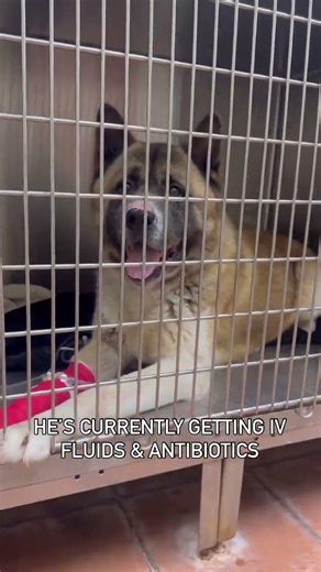 Hachi update poor buddy just hasn’t caught a break #usa #uk #canada #germany #sad #rescuedog #donate