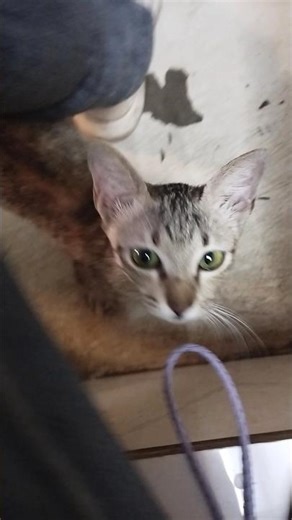 kucing gudang yang jempol kebawah whats wrong with you #cat #cute #funny