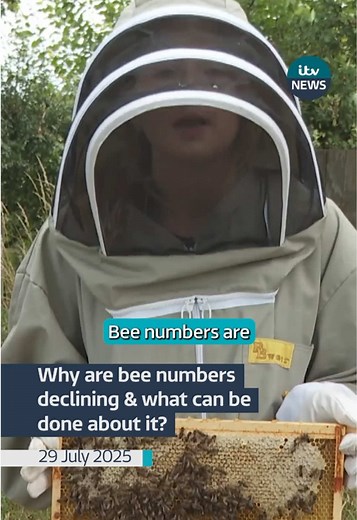 Causes of Bee Population Decline and Solutions