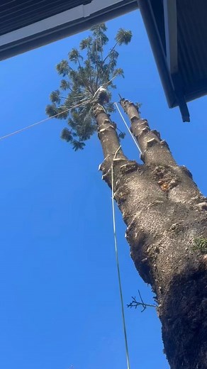 Colourful Tree Lopping on Reels | Facebook