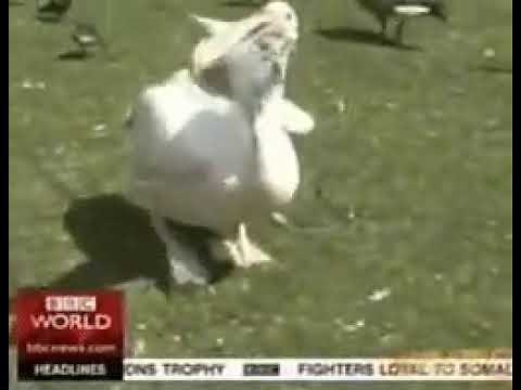 Pelican Eats Seagull