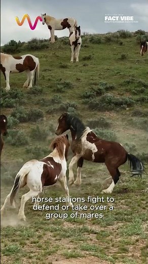Wild Mustang Fights Are Brutal… But Rarely Fatal #mustang #horse