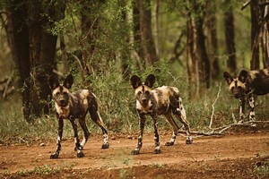 3 African Painted Dogs Successfully Collared to Save the Species