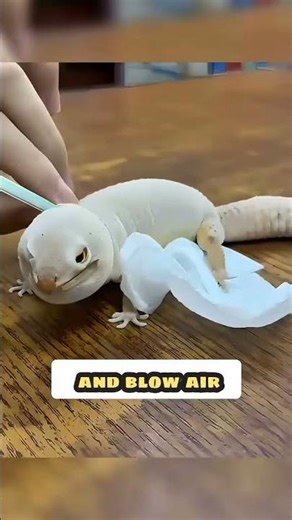 This lizard is inflating like a balloon! #youtubeshorts #shorts #lizard #baloon #animals