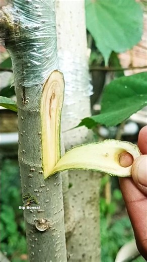 Beautiful grafting technique 🌿🌳 #garden #plants #gardening #nature #craft #diy #grafting