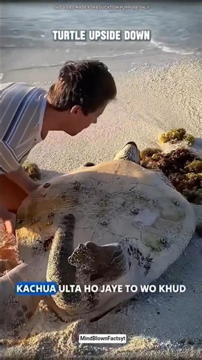 What Happens When a Turtle Flips Upside Down? 🐢😲 | Amazing Animal Facts #facts #factsinhindi #shorts