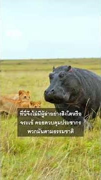 เตรียมกำจัด "ฮิปโปโคเคน" ของราชายาเสพติด "ปาโบล เอสโคบาร์" - BBC News ไทย #bbcthai #news